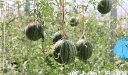 吃瓜视频网红吃瓜视频