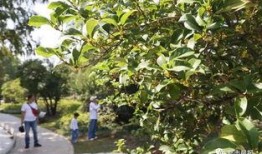 娱乐吃瓜酱桂花树,桂花树下那些不为人知的娱乐圈秘闻