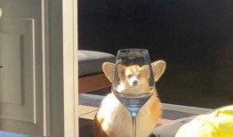 网友爆料海狸图片搞笑视频,网友爆料萌态十足，笑料百出！