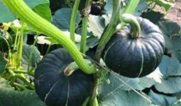 葡萄网红吃瓜,揭秘娱乐圈幕后真相