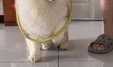 八哥爆料赤犬视频大全下载