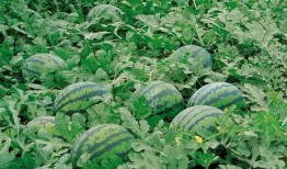 吃瓜群爆料大棚视频播放,吃瓜群爆料视频背后的真相揭晓