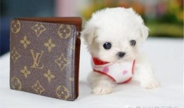 娱乐狗子10月爆料新闻,10月娱乐圈大事件盘点