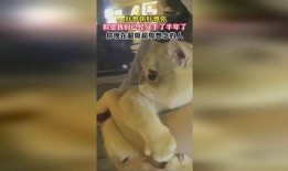 网友爆料海狸图片搞笑视频,网友爆料萌态十足，笑料百出！