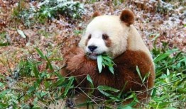 央视爆料七仔挑食视频,央视揭秘宠物饮食新现象
