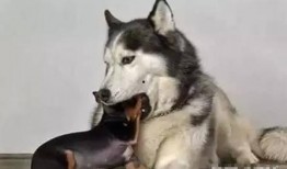 谁爆料出二哈骂有才视频,真相竟如此惊人！