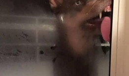 网友爆料海狸图片搞笑视频,网友爆料萌态十足，笑料百出！