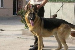 狼狗最新爆料视频播放下载,独家下载解析