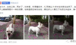 大狗最新爆料图片,神秘图片揭示惊人内幕