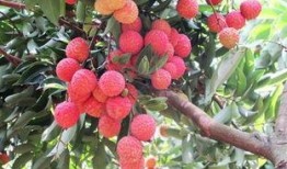 娱乐吃瓜酱桂花树,桂花树下那些不为人知的娱乐圈秘闻