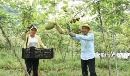 葡萄网红吃瓜,揭秘娱乐圈幕后真相