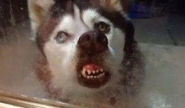 谁爆料出二哈骂有才视频,真相竟如此惊人！