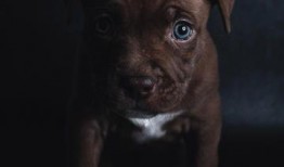 八哥爆料赤犬视频大全下载