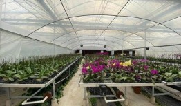 吃瓜群爆料大棚视频播放,吃瓜群爆料视频背后的真相揭晓