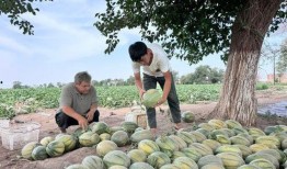 每日吃瓜免费,轻松掌握娱乐圈新鲜事