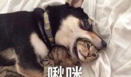 谁爆料出二哈骂有才视频,真相竟如此惊人！